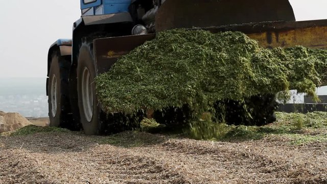 Preparation of feed for livestock
