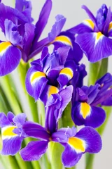 Papier Peint photo Lavable Iris Fleur d& 39 iris violet sur fond jaune.
