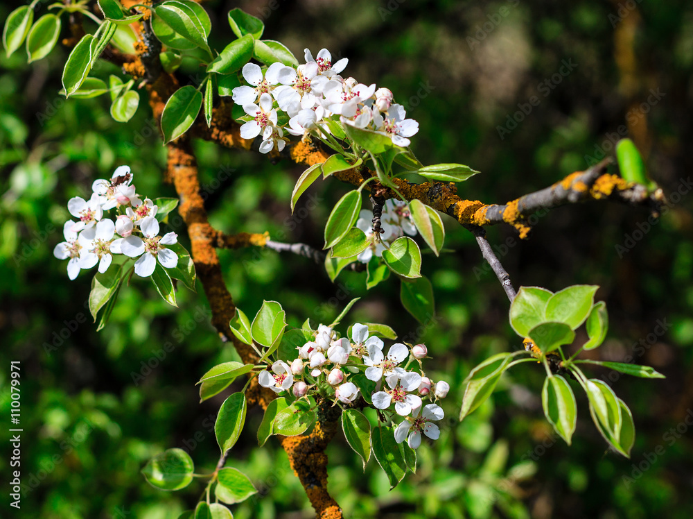 Wall mural flowering pear tree in early spring with blue sky in the backgro