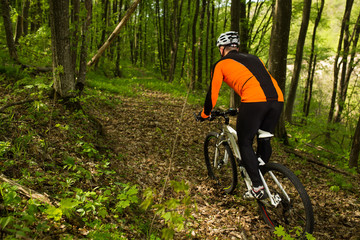 Naklejka premium Cyclist Riding the Bike in Beautiful Spring Forest