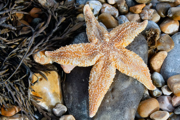 Common Starfish (Asterias Rubens) washed ashore at Dungeness