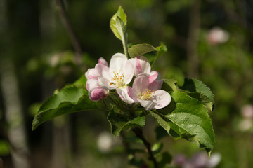 apple flower