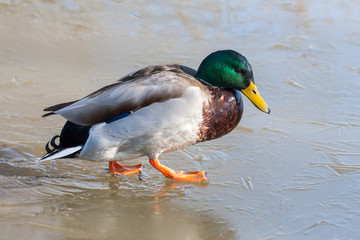 Mallard on ice at Warnham Nature Reserve