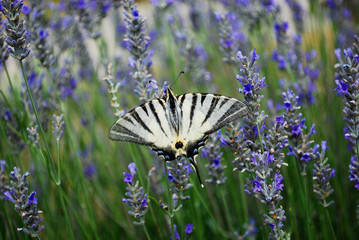 Cutlery butterflies on lavender flowers
