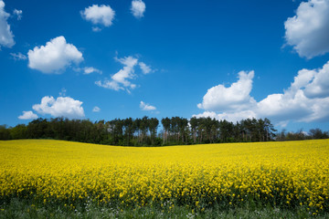 Landschaft mit gelbem Rapsfeld