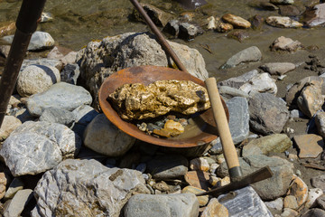 Goldgräber, Goldnuggets in der Goldwaschpfanne.