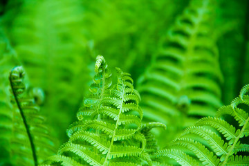 Spring bright green fern © lms_lms