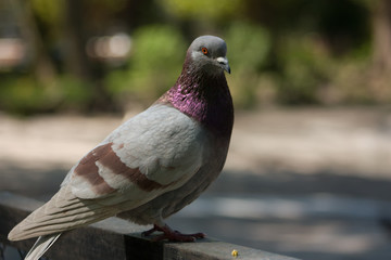 Beautiful pigeon dove