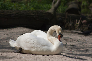 Graceful white swan.