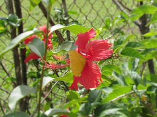 Borboleta amarela no hibisco vermelho.