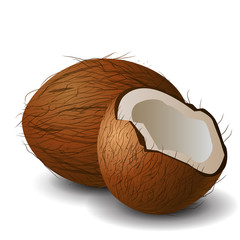 Coconut tropical nut fruit 
