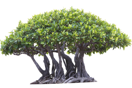 Bonsai Tree with multiple trunks Isolated on White