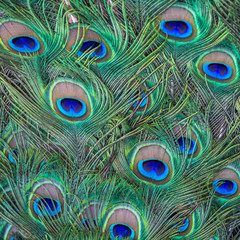 Colorful background of peacock feathers