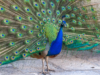 Obraz premium A beautiful male peacock with expanded feathers