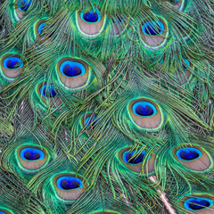 Colorful background of peacock feathers