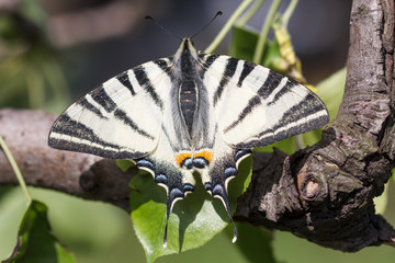 Beautiful white butterfly sits on a tree branch.