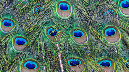Fototapeta premium Colorful background of peacock feathers