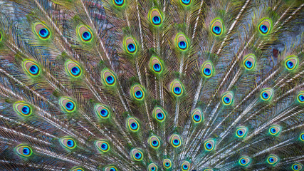 Naklejka premium Peacock feathers
