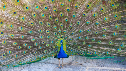 Obraz premium A beautiful male peacock with expanded feathers