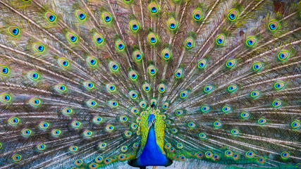 Fototapeta premium A beautiful male peacock with expanded feathers