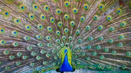 Photo sur Plexiglas Paon Un beau paon mâle aux plumes élargies