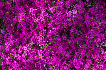 Obraz premium Small purple flowers texture background