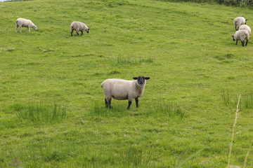 Sheep in the middle of a green field, Donegal, Ireland