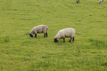Naklejka na ściany i meble Two grazing sheep, Donegal, Ireland