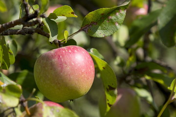 Ripe fruits of apples on a tree branch