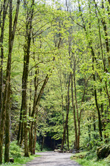 Fototapeta premium Voie Sarde, route romaine à la grotte de Saint Christophe en Savoie