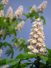 Horse-chestnut (Aesculus hippocastanum) flowers and foliage