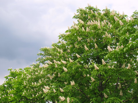 Fototapeta Flowering horse chestnut trees