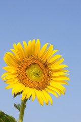 Sunflower with blue sky