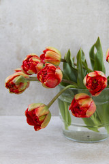 Yellow or red tulips in vase. Gray background.