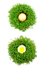 Obrazy na Plexi  rzeżucha z jajkiem