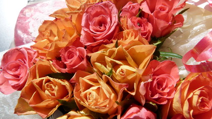 Rosen, Blüten, lachs, orange 3