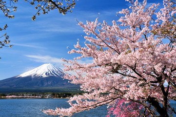 富士山と桜