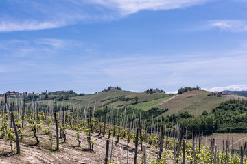 Fototapeta na wymiar Vineyards and hills in Langhe region, Italy 