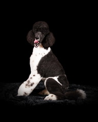 Caniche royal bicolore en studio sur fond noir