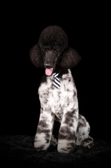 Caniche royal bicolore en studio sur fond noir