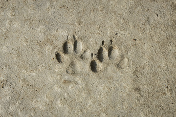 lasting footprints