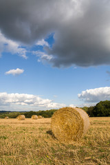 Hay bales in a field after the harvest