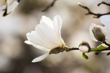 Blossoms of white flowering magnolia tree
