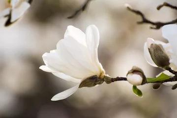 Fotobehang Magnolia Bloesems van wit bloeiende magnoliaboom