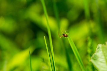 Spider sitting on grass