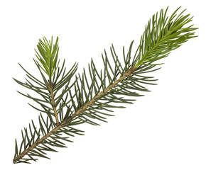Fir tree branch isolated