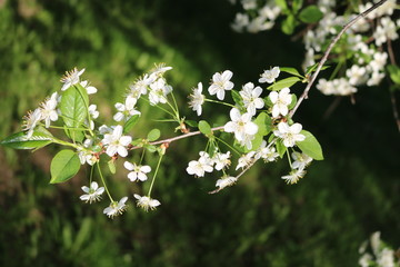 Cherry blossoms (Prunus subg Cerasus.) - A subgenus of the genus plum (Prunus) Pink family (Rosaceae)
