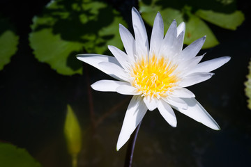 Water Lily