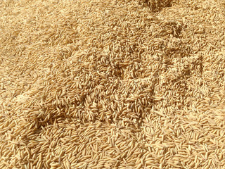 Paddy rice, selective focus.