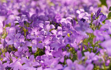Purple meadow flowers in spring